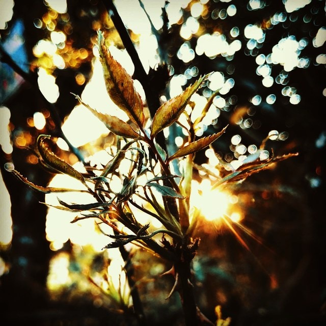 branch-sky-tree-nature-light 图片素材