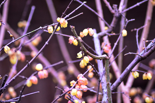 branch-flower-no-person-nature-tree 图片素材