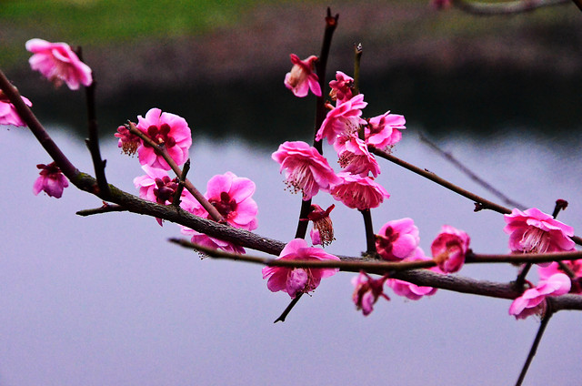 flower-branch-tree-cherry-nature 图片素材