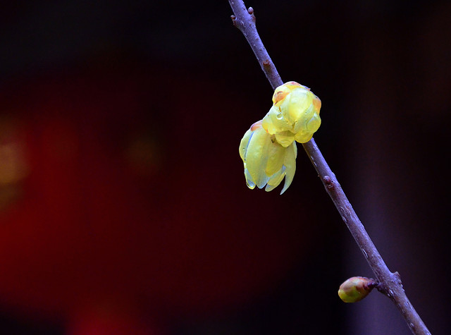 no-person-leaf-nature-flower-winter 图片素材