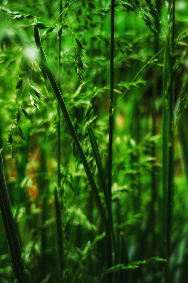 green-nature-vegetation-terrestrial-plant-plant picture material