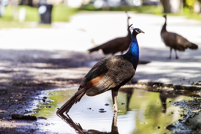 bird-wildlife-nature-animal-poultry picture material