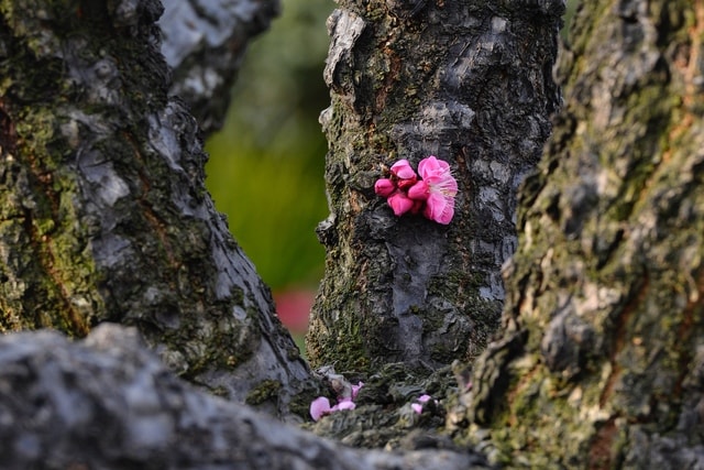 plum-blossom picture material