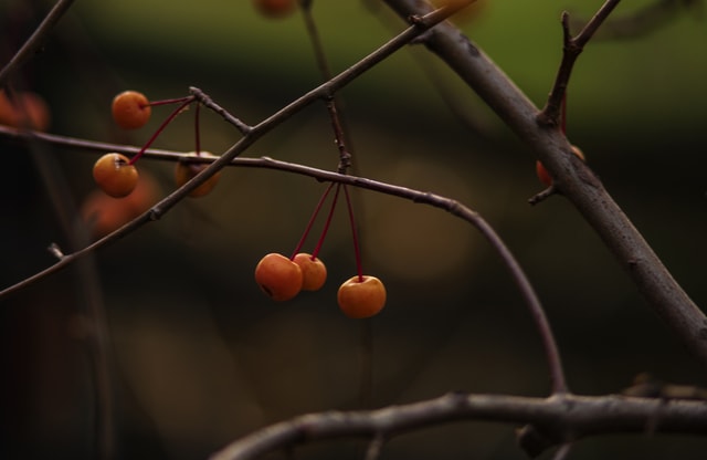 autumn-fruit 图片素材
