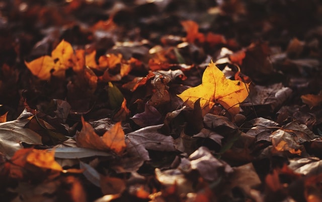 dancing-autumn-leaves picture material