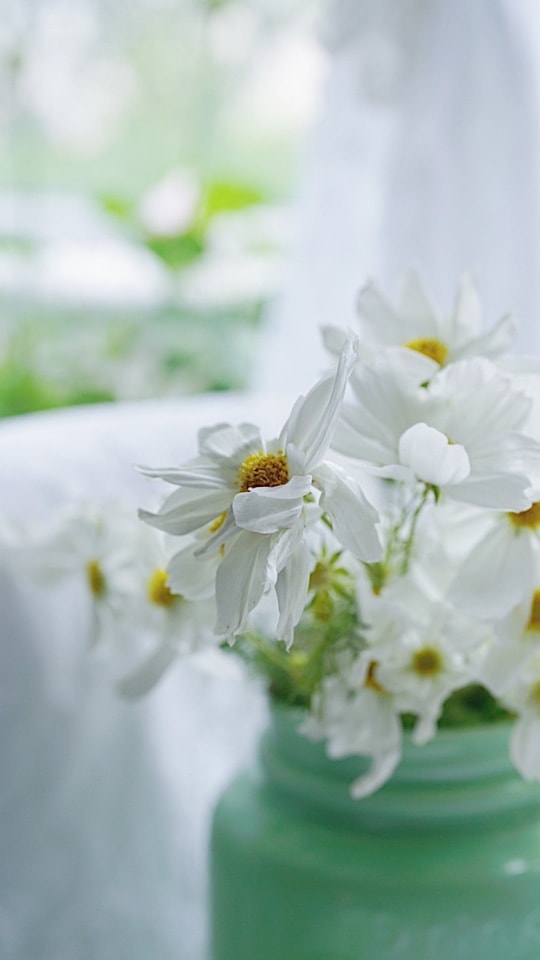 still-life-white-petal-flower-plant 图片素材