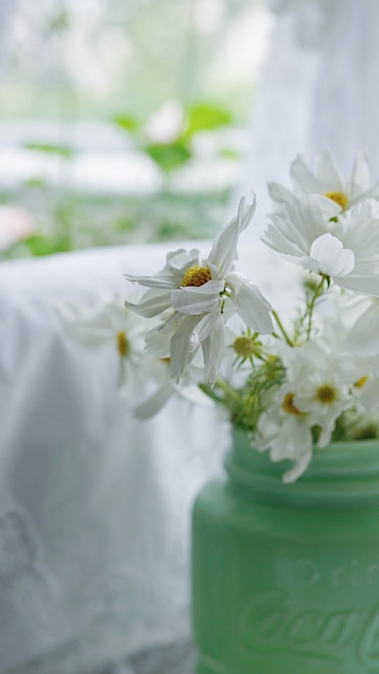 still-life-white-flower-petal-green 图片素材