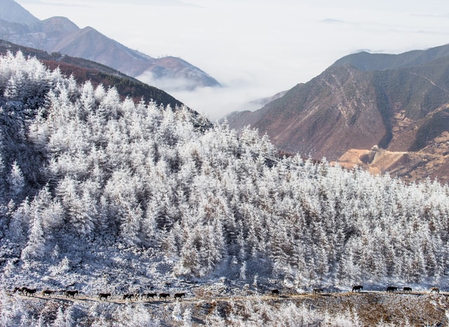 winter-pasture 图片素材