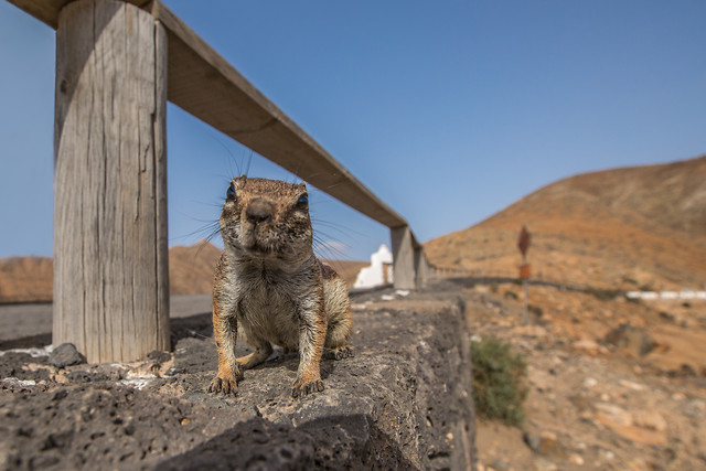 no-person-nature-outdoors-mammal-desert 图片素材