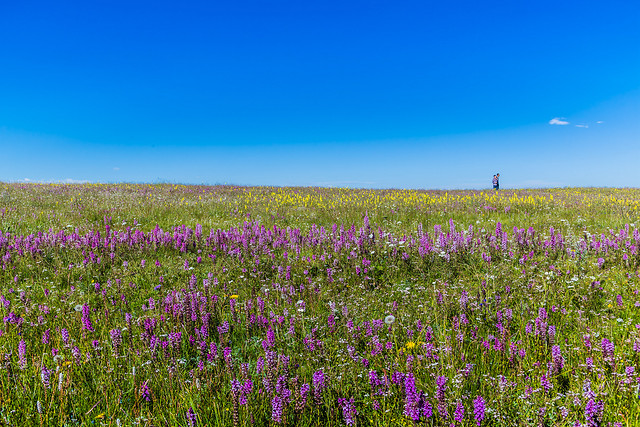 no-person-nature-grass-landscape-flower picture material