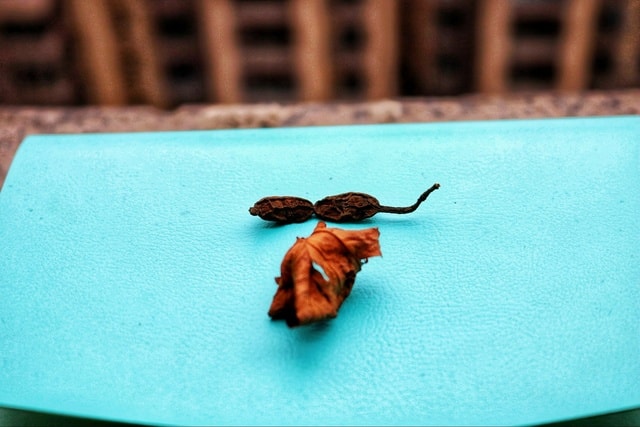 insect-pest-membrane-winged-insect 图片素材