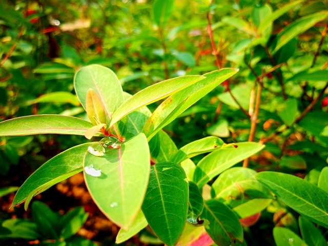 leaf-flora-nature-no-person-growth 图片素材