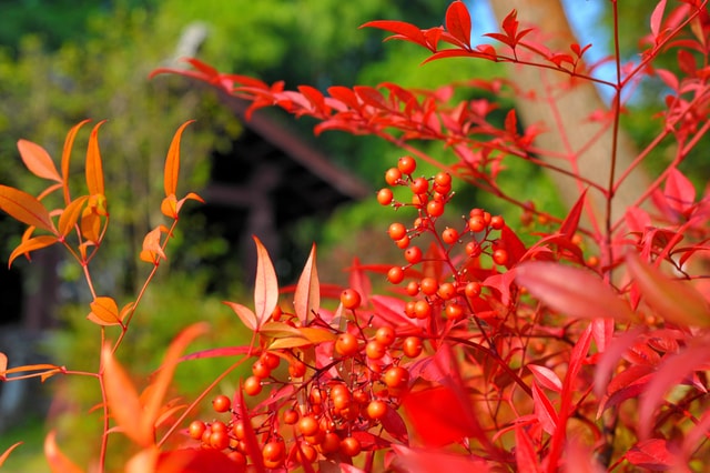 flower-flora-leaf-shrub-nature 图片素材