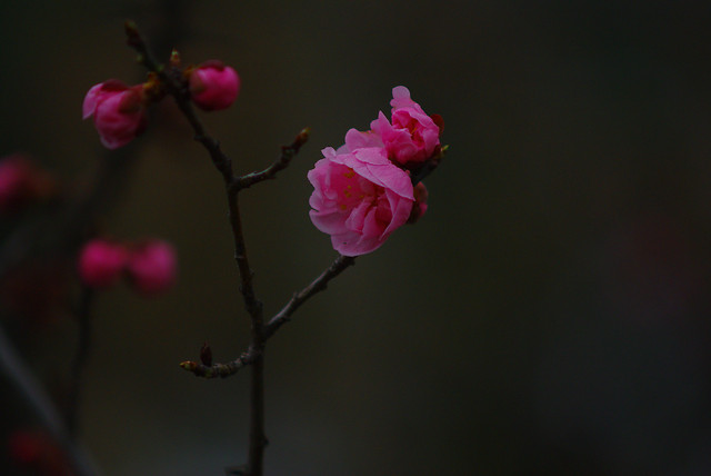 flower-no-person-nature-blossom-pink 图片素材