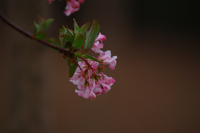 flower-nature-no-person-apple-leaf 图片素材