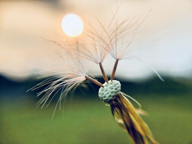 sky-grass-dandelion-macro-little-life picture material