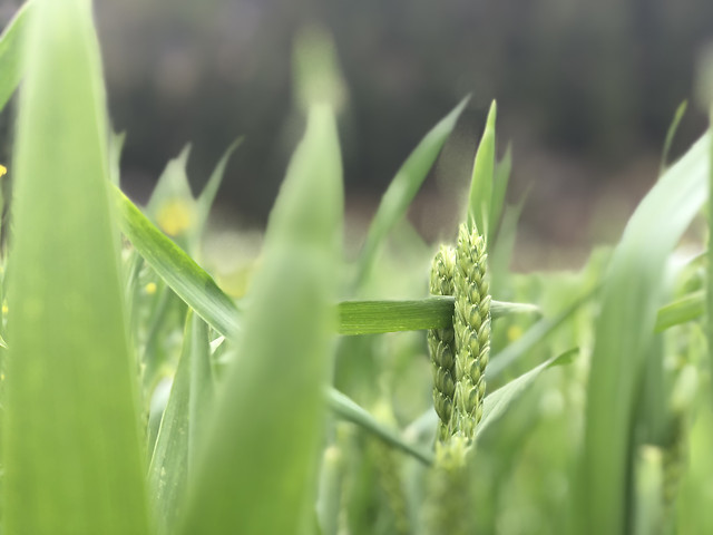 leaf-growth-flora-nature-no-person 图片素材