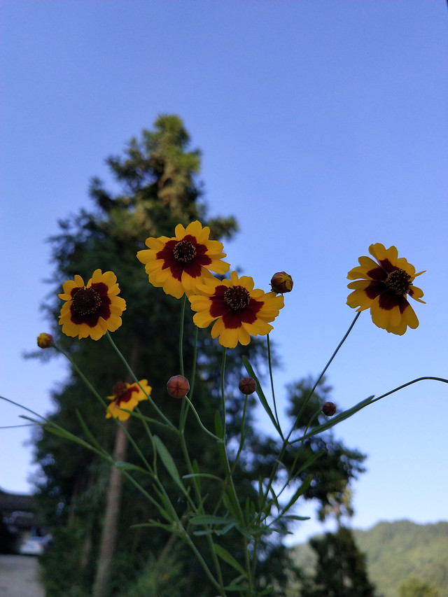 flower-nature-flora-summer-no-person 图片素材