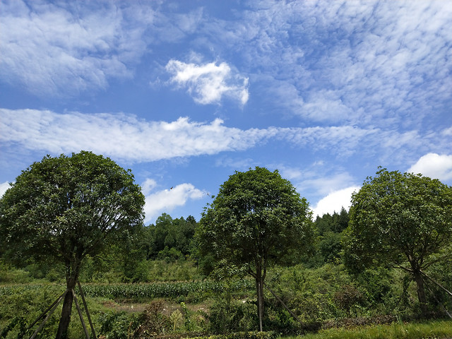 tree-no-person-landscape-nature-sky 图片素材