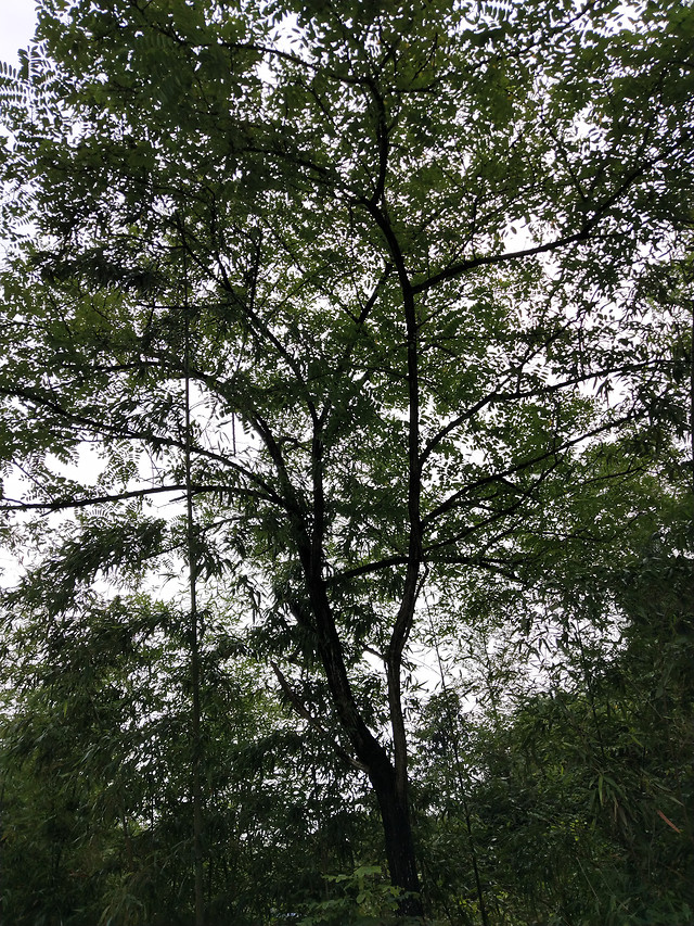 tree-landscape-wood-no-person-leaf 图片素材