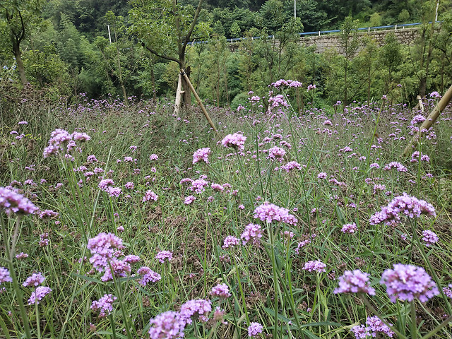 flower-landscape-nature-flora-summer 图片素材