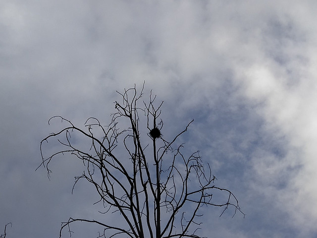 tree-nature-no-person-landscape-sky 图片素材