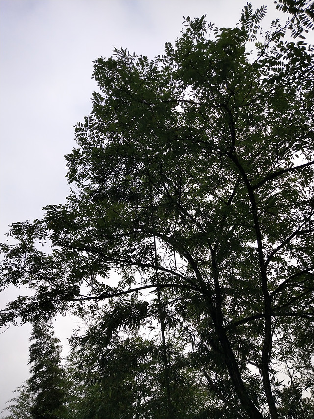 tree-wood-landscape-no-person-leaf 图片素材