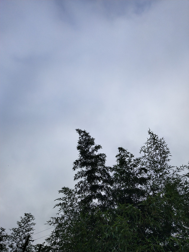 no-person-sky-tree-landscape-nature 图片素材