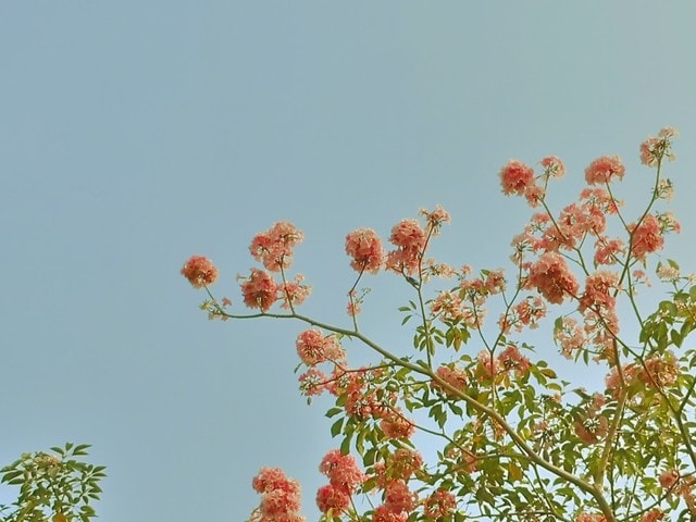 life-like-summer-flowers picture material