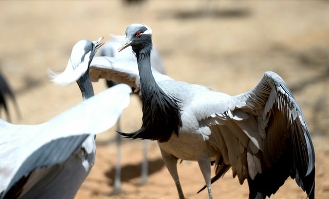 vertebrate-bird-beak-crane-like-bird-wildlife 图片素材