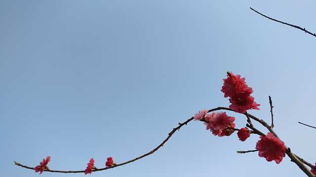 flower-nature-no-person-sky-tree picture material