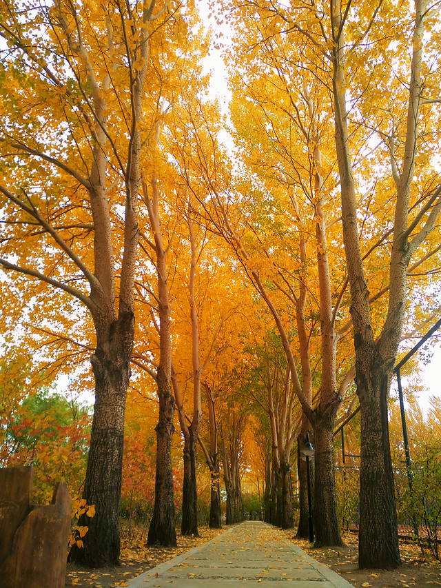 abstract-art-desktop-color-illustration 图片素材