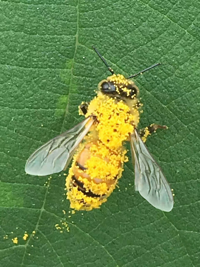 insect-nature-leaf-summer-outdoors 图片素材