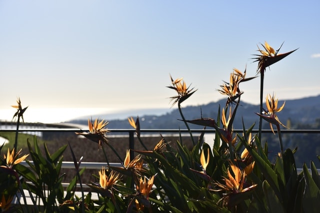 flora-flower-sky-plant-morning 图片素材