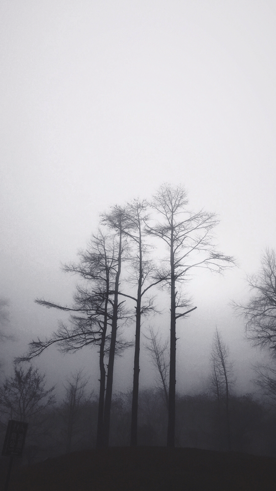 fog-tree-mist-black-and-white-winter picture material