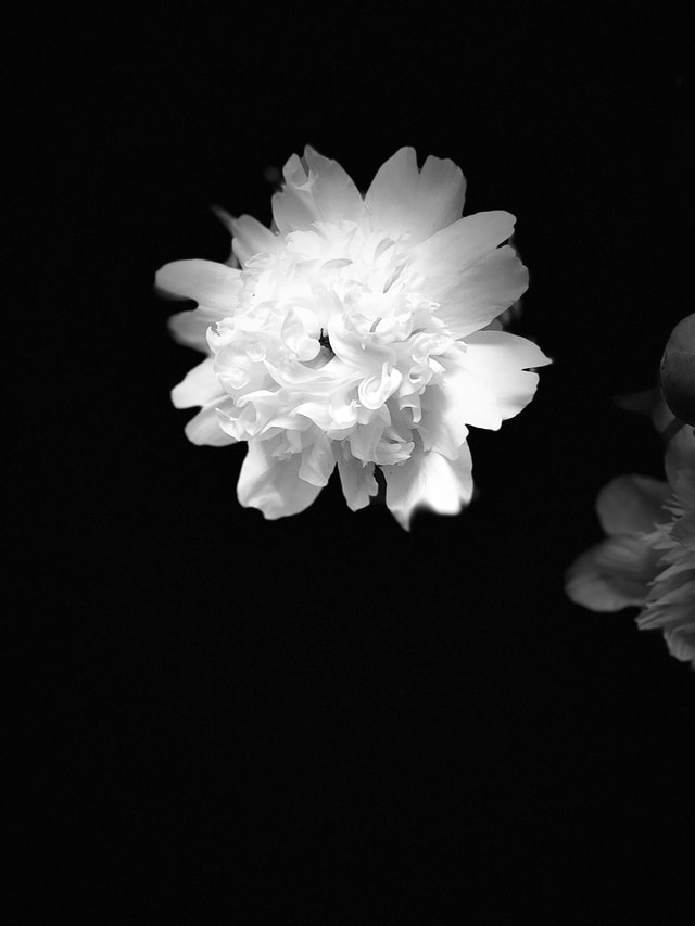 flower-white-monochrome-photography-petal-black 图片素材