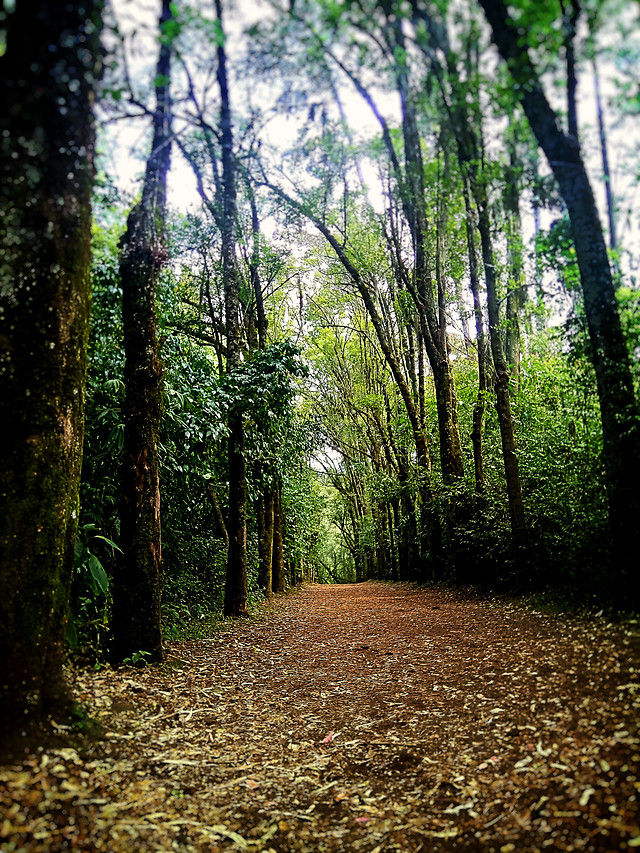 sendero picture material