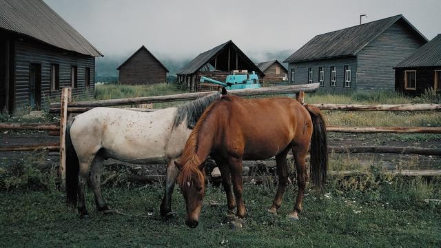 hemu-horse-mare-mane-pasture picture material