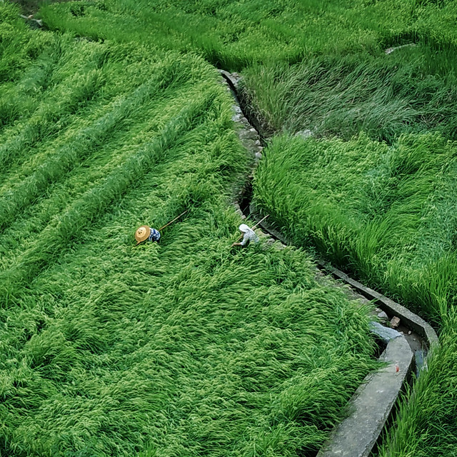 grass-field-agriculture-crop-landscape picture material