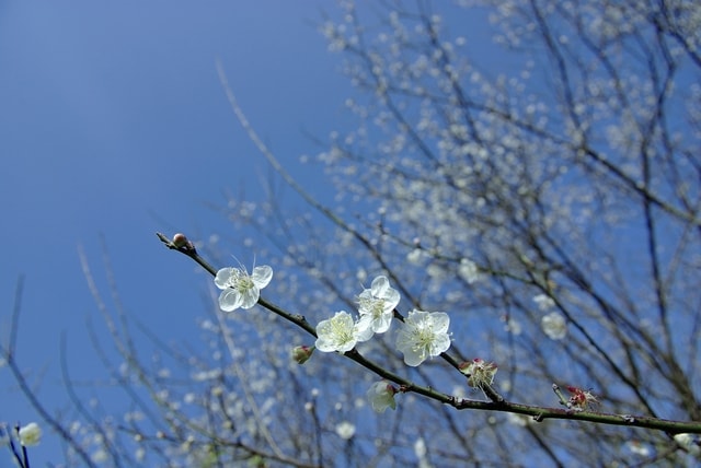 plum-blossom picture material