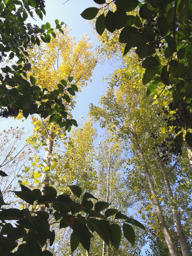 flora-tree-leaf-branch-flower 图片素材
