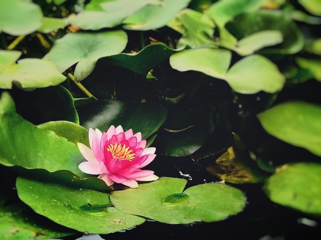 flower-flora-lotus-leaf-pool 图片素材