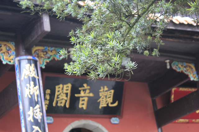 葳蕤青松，慈悲观音。 图片素材