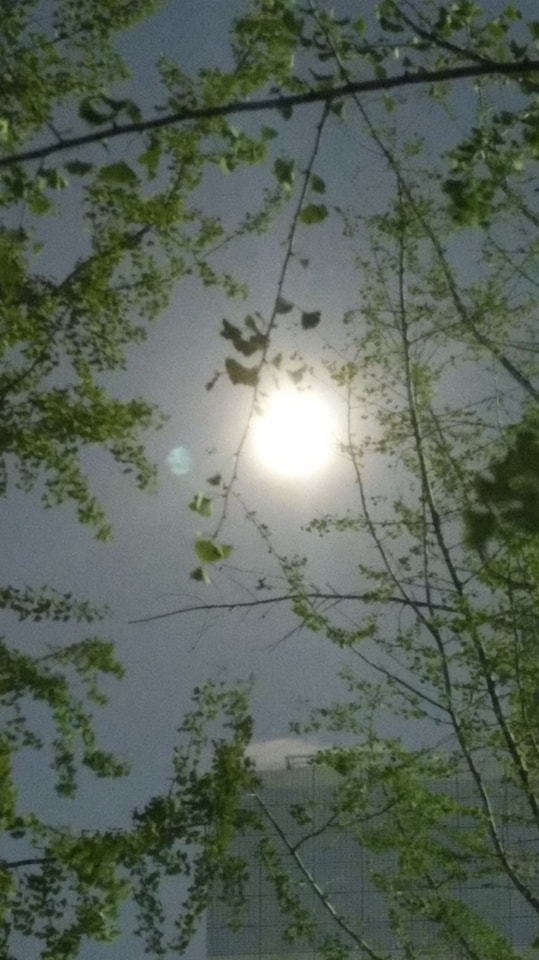 nature-light-tree-daytime-sunlight 图片素材