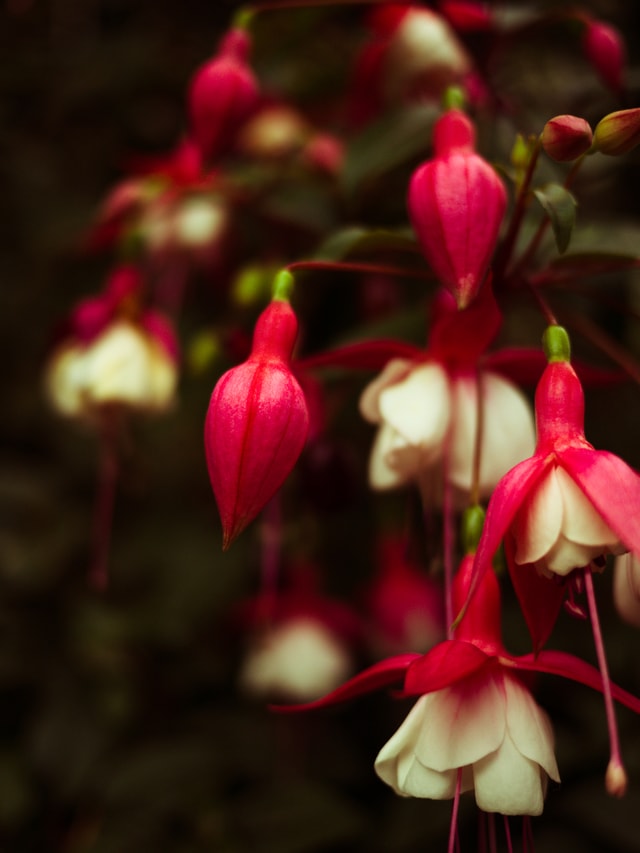 flower-flowering-plant-fuchsia-pink-plant picture material