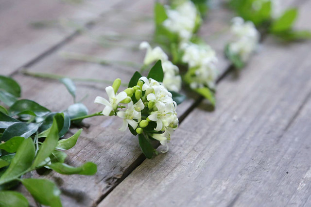 nature-flower-leaf-no-person-flora 图片素材