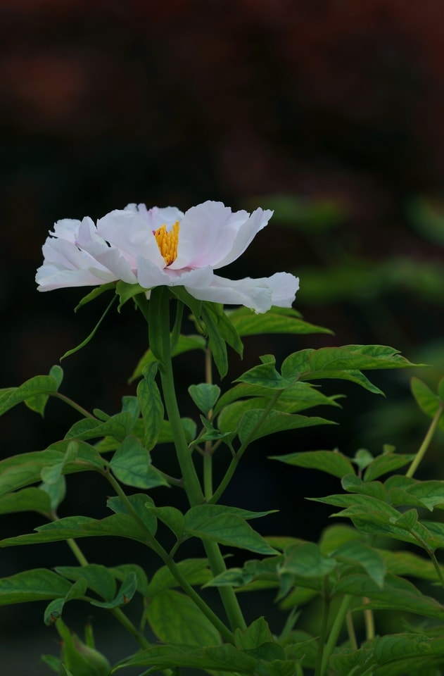 flower-flowering-plant-plant-petal-leaf 图片素材