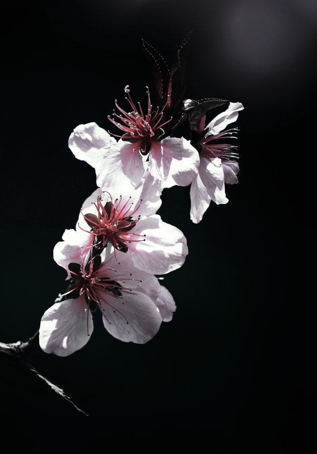 white-blossom-petal-flower-still-life-photography 图片素材