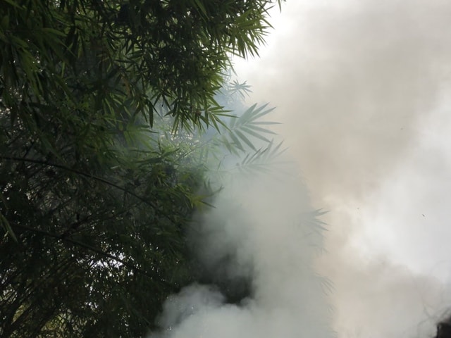 smoke-bamboo-tree-sky-vegetation 图片素材