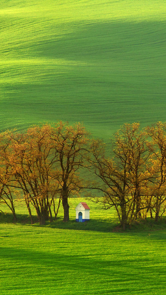 landscape-grass-nature-rural-tree picture material